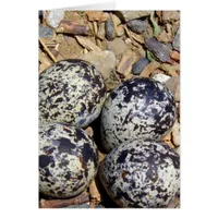 KillDeer Nest With Eggs