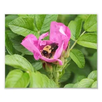 Bumble Bee in Pink Flower Photo Print