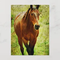 Funny Horse Postcard