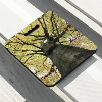 Treetop from Below - Tree of Life Seat Cushion