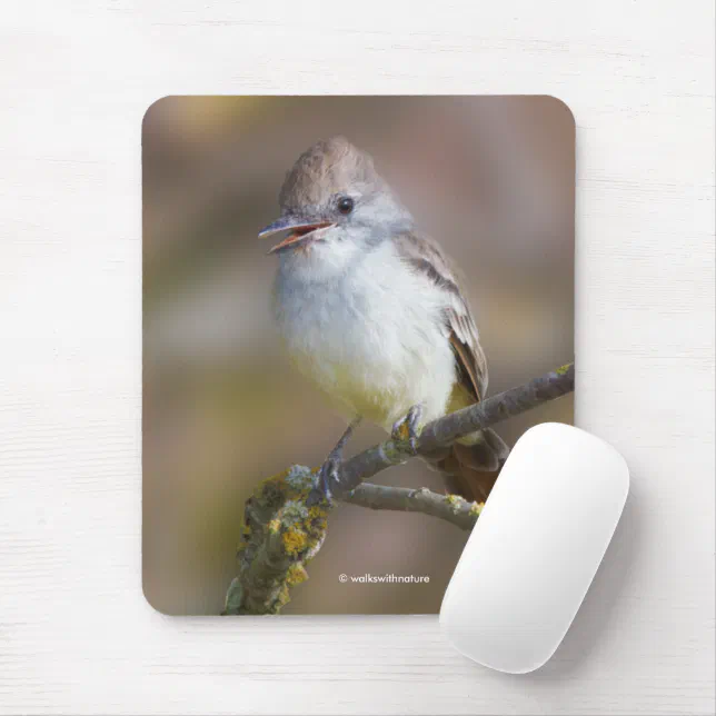 Cute Ash-Throated Flycatcher Songbird on Branch Mouse Pad