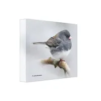 Slate-Colored Dark-Eyed Junco on the Pear Tree Canvas Print