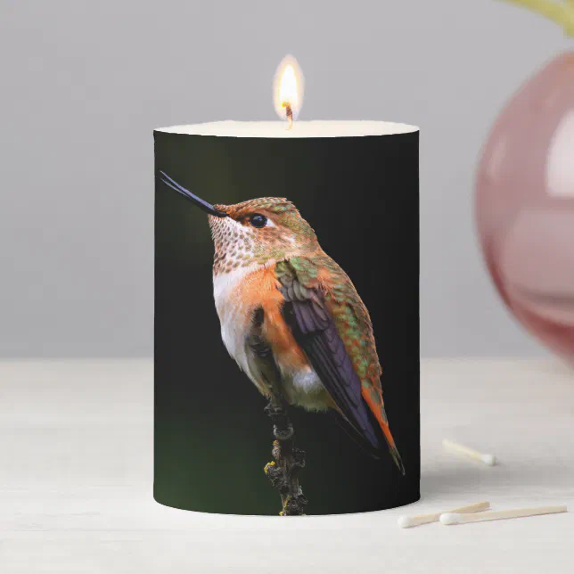 Rufous Hummingbird on the Hybrid Fruit Tree Pillar Candle