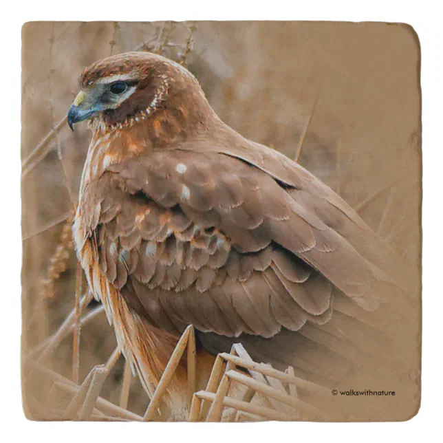 Beautiful Female Northern Harrier in the Marsh Trivet