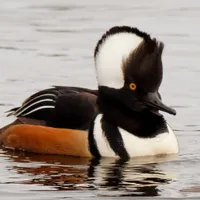 WWN A Hooded Merganser Who's Dressed to Impress