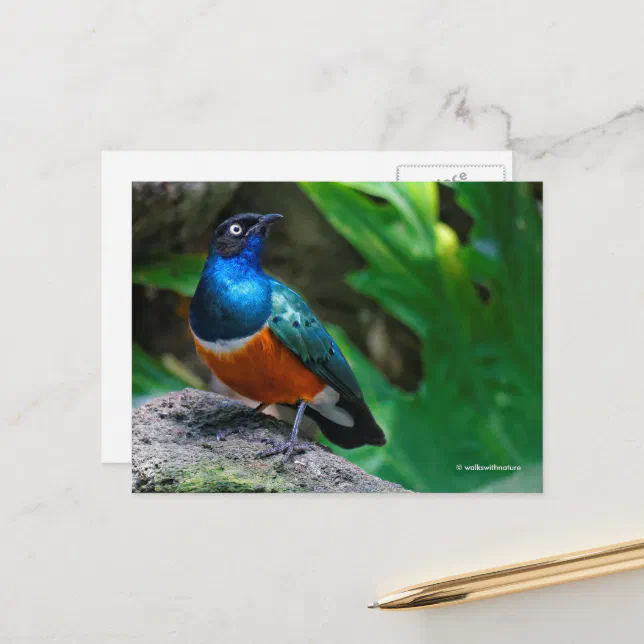 African Superb Starling Songbird Postcard
