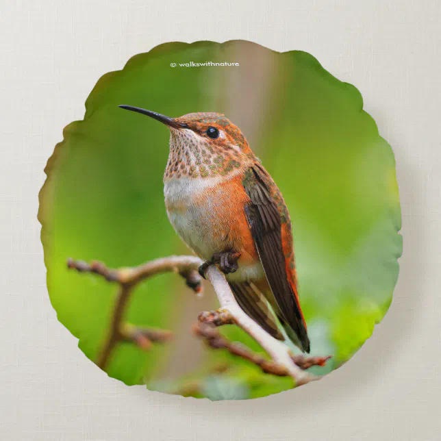 Female Rufous Hummingbird on the Plum Tree Round Pillow