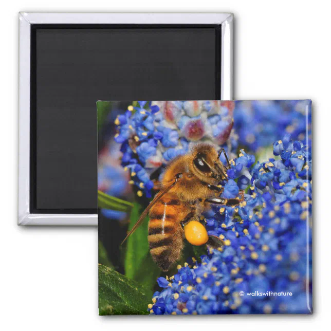 Gold on Blue: Honeybee on the California Lilac Magnet