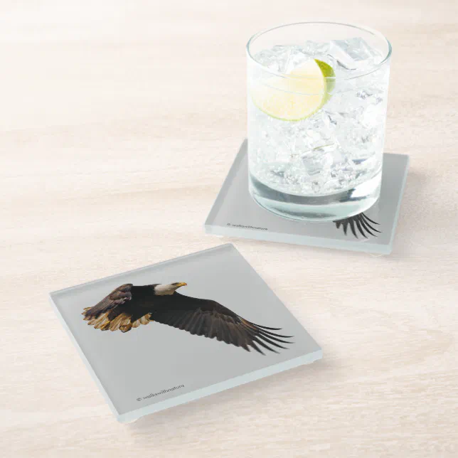 Stunning Bald Eagle Bird of Prey in Flight Glass Coaster