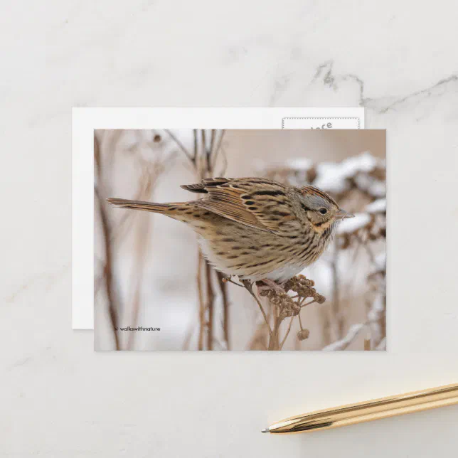 Lincoln's Sparrow Songbird on Tansy Postcard