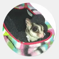 Sugar Glider Wearing a Hat Classic Round Sticker