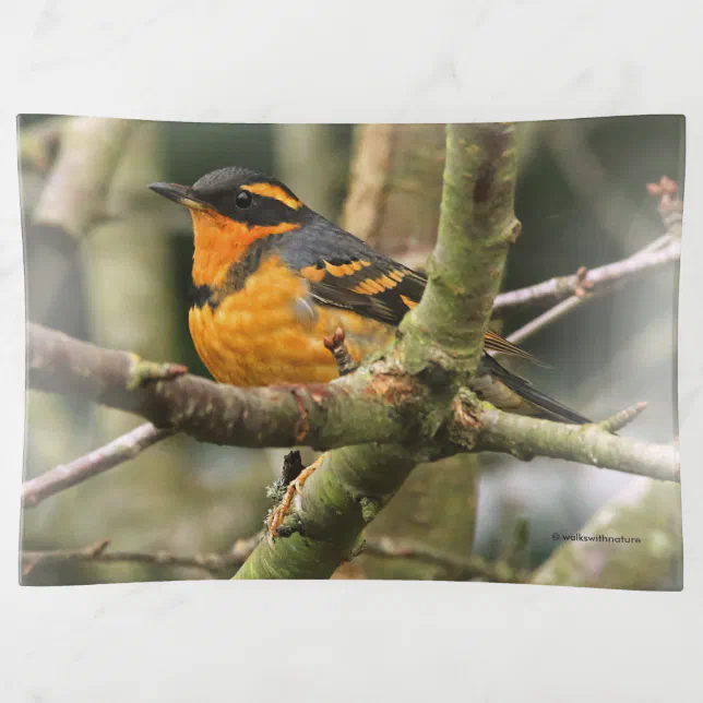 Beautiful Varied Thrush Songbird in the Tree Trinket Tray