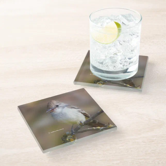 Smiling Ash-Throated Flycatcher on Hawthorn Branch Glass Coaster