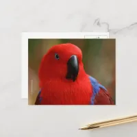 Beautiful "Lady in Red" Eclectus Parrot Postcard