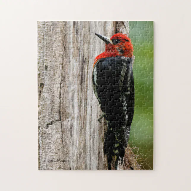Meeting a Red-Breasted Sapsucker Jigsaw Puzzle