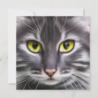 Wonderful cat portrait    