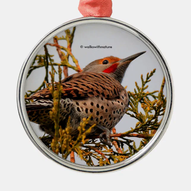 Red-Shafted Northern Flicker Woodpecker in a Tree Metal Ornament