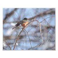 Cute American Robin Sits on Snowy Branch in Winter Photo Print