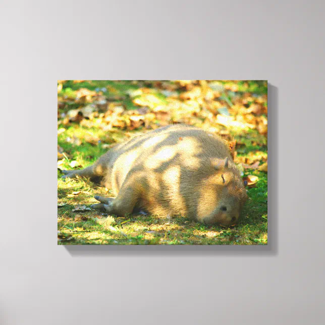 Cute Capybara Dreams in the Summer Sun Canvas Print