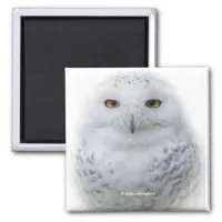 Beautiful, Dreamy and Serene Snowy Owl Magnet