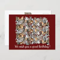 Cats meeting point - cute birthday  postcard