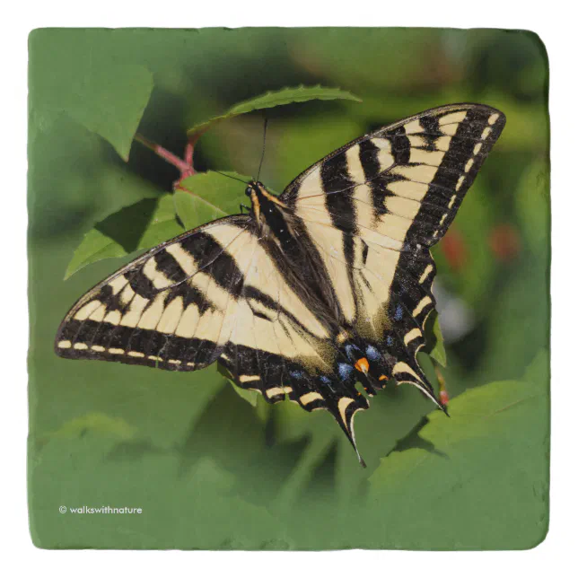 Beautiful Western Tiger Swallowtail Butterfly Trivet