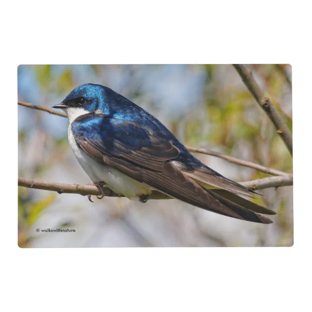 Stunning Tree Swallow Songbird on a Branch Placemat