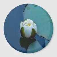 White water lily in the pond, nature photography   magnet