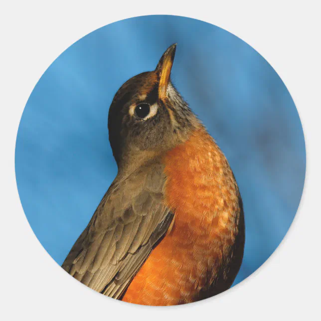 An American Robin Looks Up Classic Round Sticker