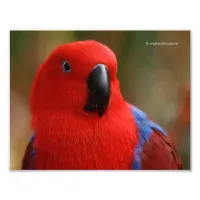 Beautiful "Lady in Red" Eclectus Parrot Photo Print