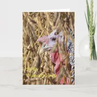 Thanksgiving Turkey in Soybean Field Holiday Card