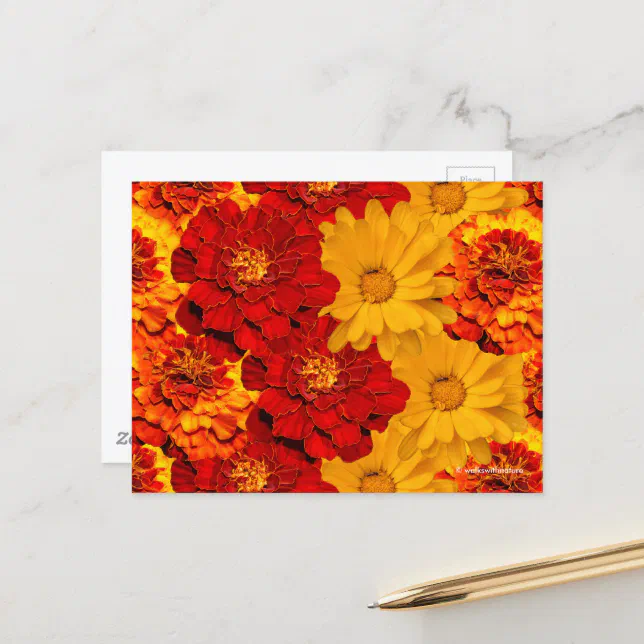 A Medley of Red Yellow and Orange Marigolds Postcard