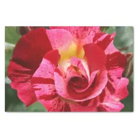 Red and Pink Rose Tissue Paper