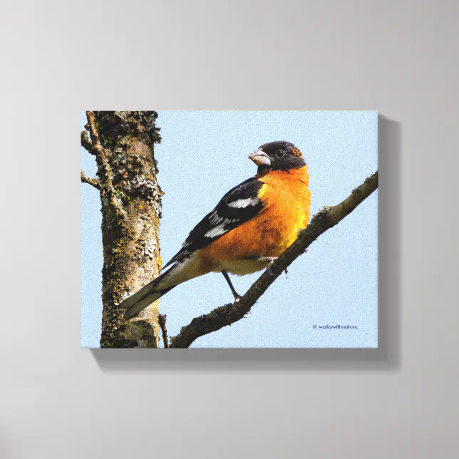 Beautiful Black-Headed Grosbeak in a Tree Canvas Print