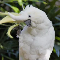 WWN Friendly Sulfur-Crested Cockatoo Waves at the Photographer