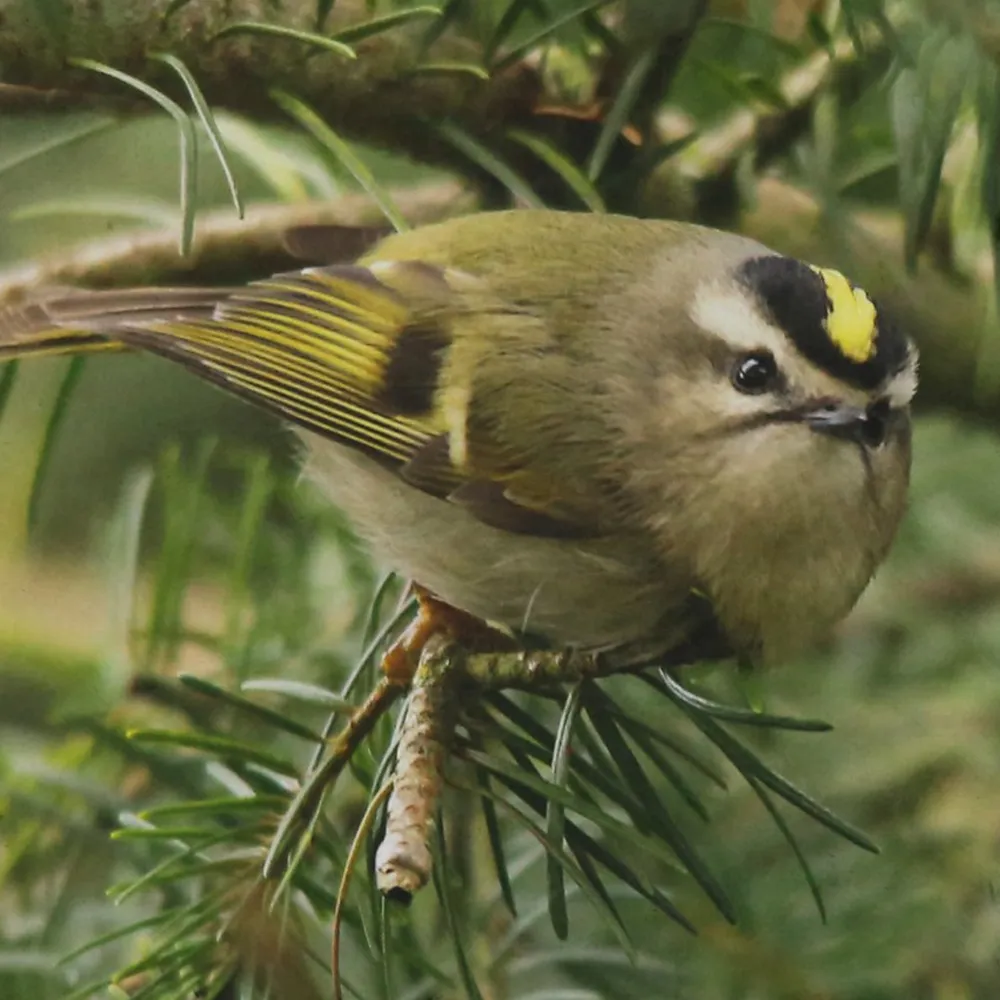 WWN Golden-Crowned Kinglet Causes a Stir in the Fir (II)