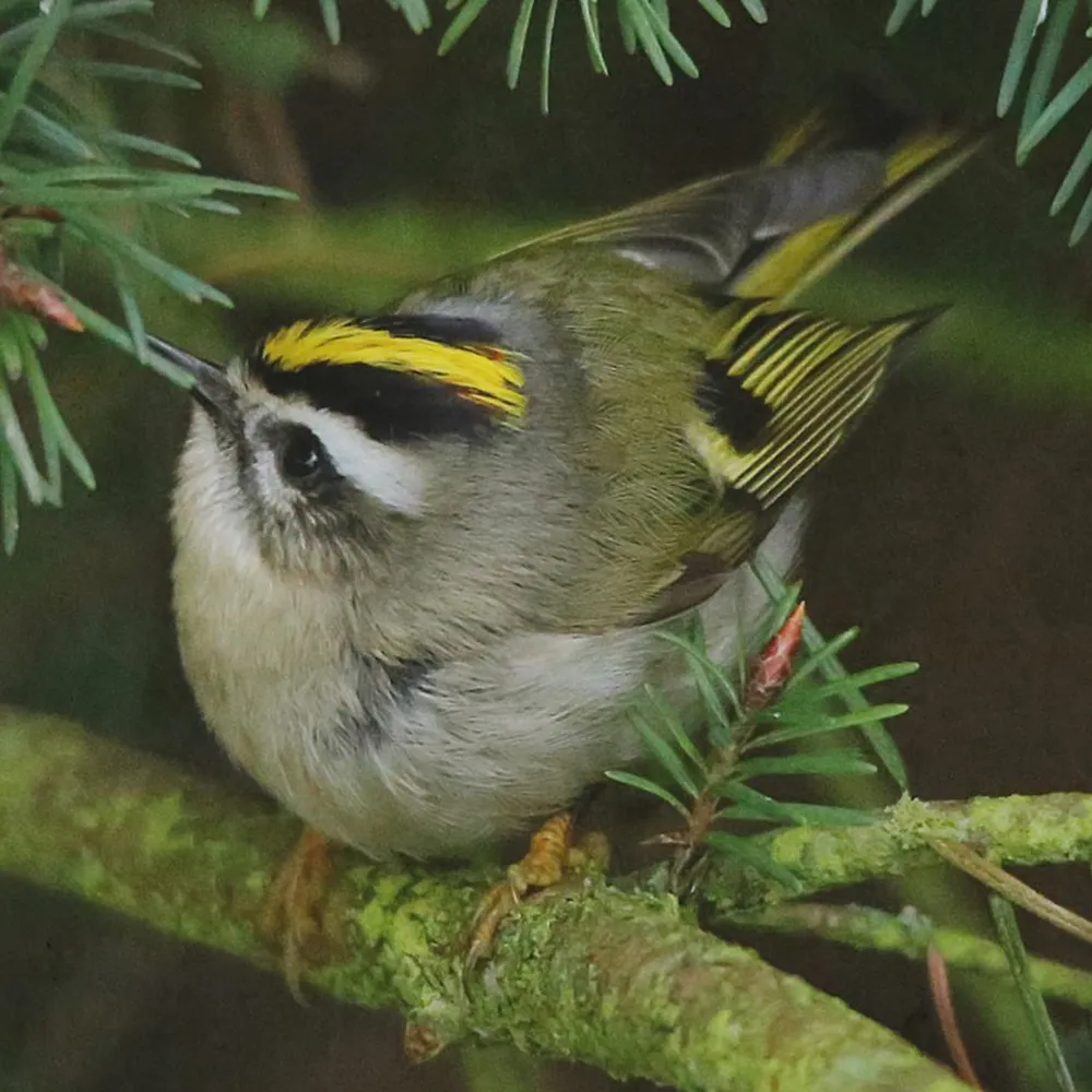 WWN Golden-Crowned Kinglet Causes a Stir in the Fir (I)