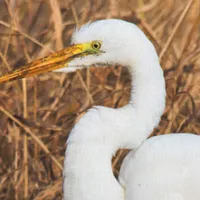 WWN Elegant Great Egret in the Reeds