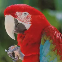 WWN Green-Winged Macaw Has a Snack