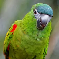 WWN Hahn's Mini Red-Shouldered Macaw