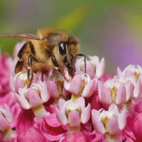 WWN Honeybee on Narrowleaf Milkweed