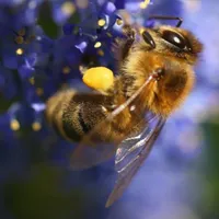 WWN Beautiful Honeybee on the California Lilac