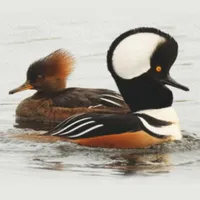 WWN Hooded Mergansers at the Pond