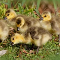 WWN Eat Your Greens, Goslings!