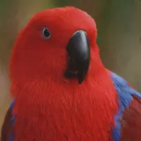 WWN Beautiful "Lady in Red" Eclectus Parrot