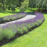 WWN Stunning Lavender-Lined Garden Walk