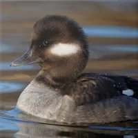 WWN Bufflehead Duck on Sunlit Waters