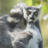 WWN Surprised Madagascar Lemurs Monkeying Around