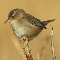 WWN Beautiful Marsh Wren in the Reeds