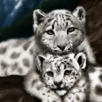 W2A Mother Snow Leopard and Cub in the Mountains II